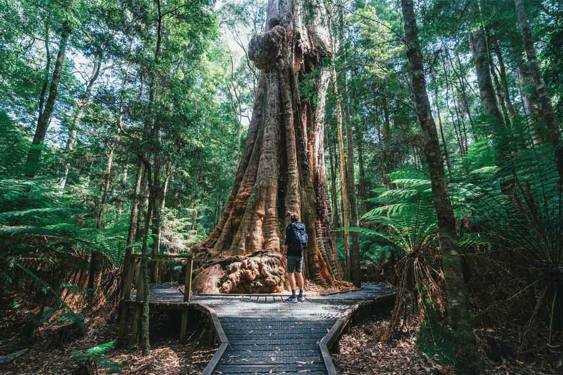 Trees vs timber: Tasmania's fundamental divide | Australia Outback Yarns