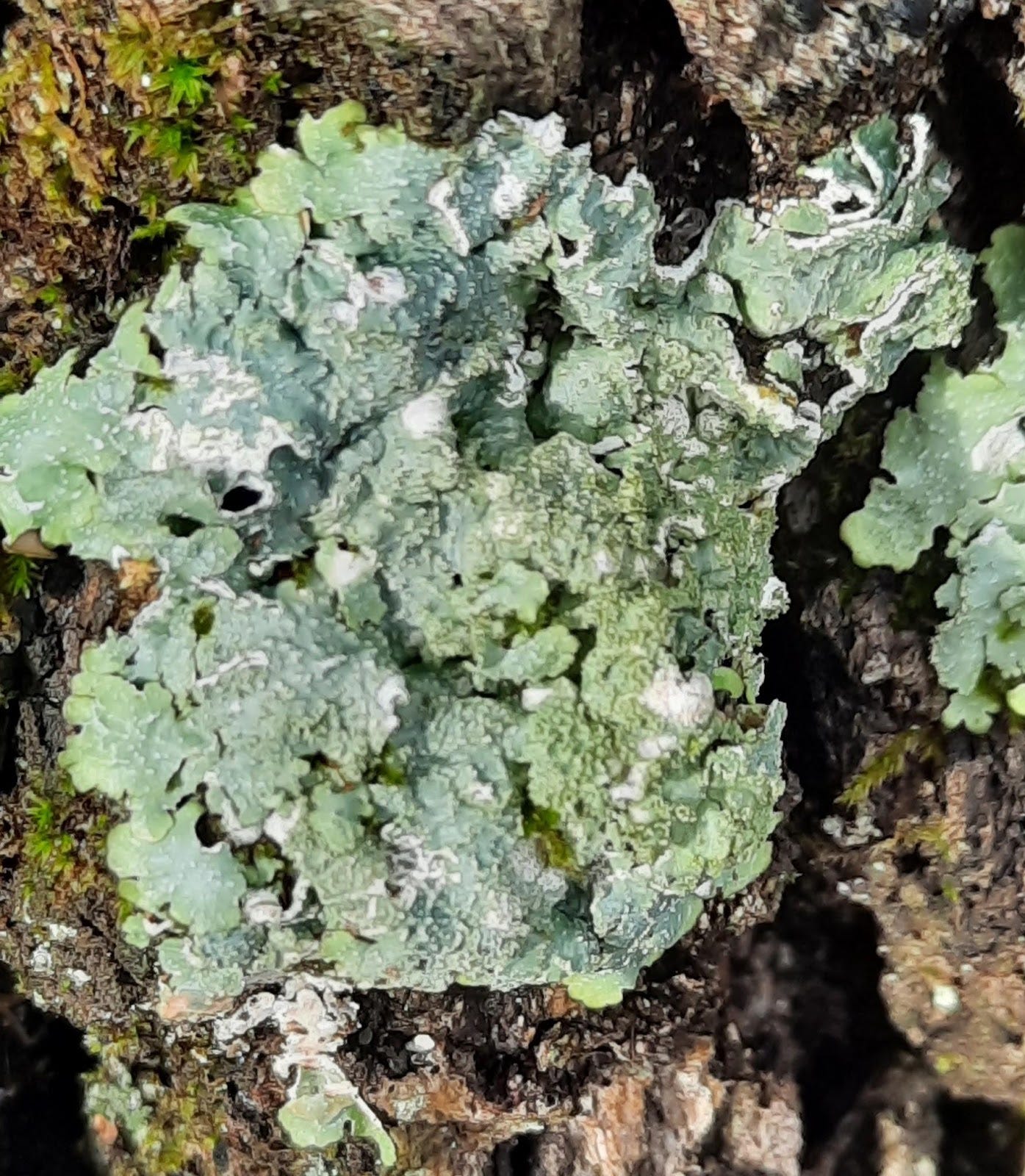 The lichen is light green, surrounded by dark green moss and grey bark.