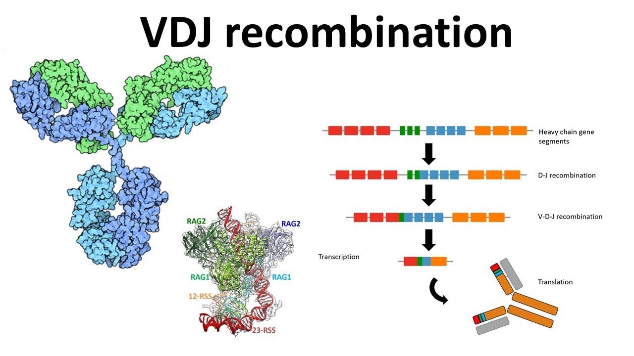 Descripción general de la recombinación VDJ - YouTube