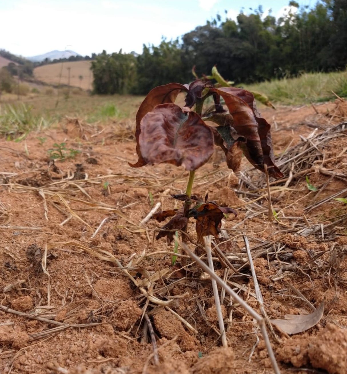 A close up of a frost damaged coffee plant close to the ground. The leaves are browned and damaged.