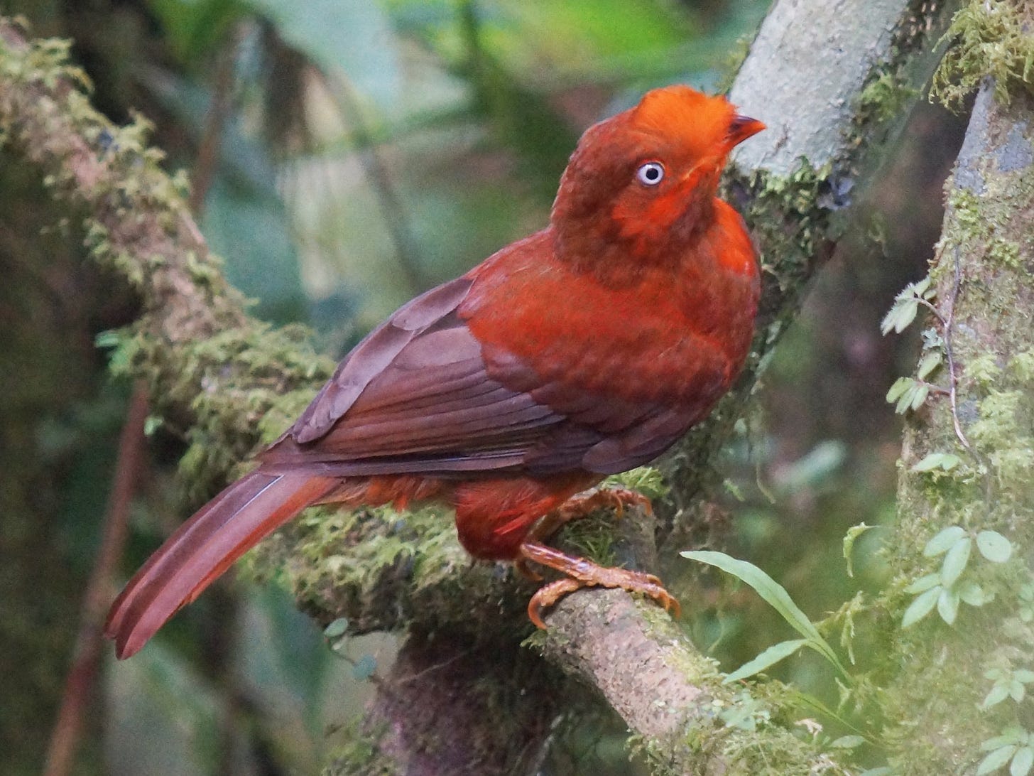 Andean Cock-of-the-rock - eBird