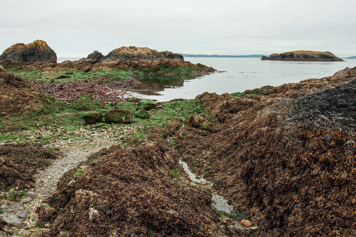 Seashore rocks and path with open water and a small island beyond. Stripes color the landscape green with seaweed at the lowest points, then brown-yellow with another variety of seaweed, then black stone and finally yellowish blotched with white above the waterline.