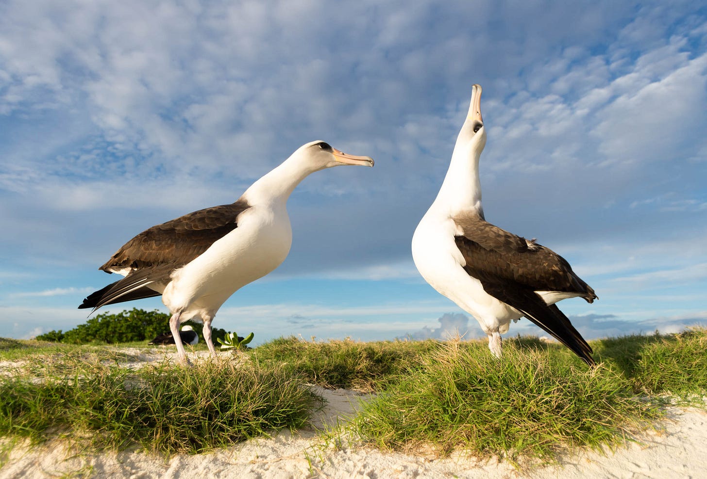 Laysan Albatross | Audubon Field Guide