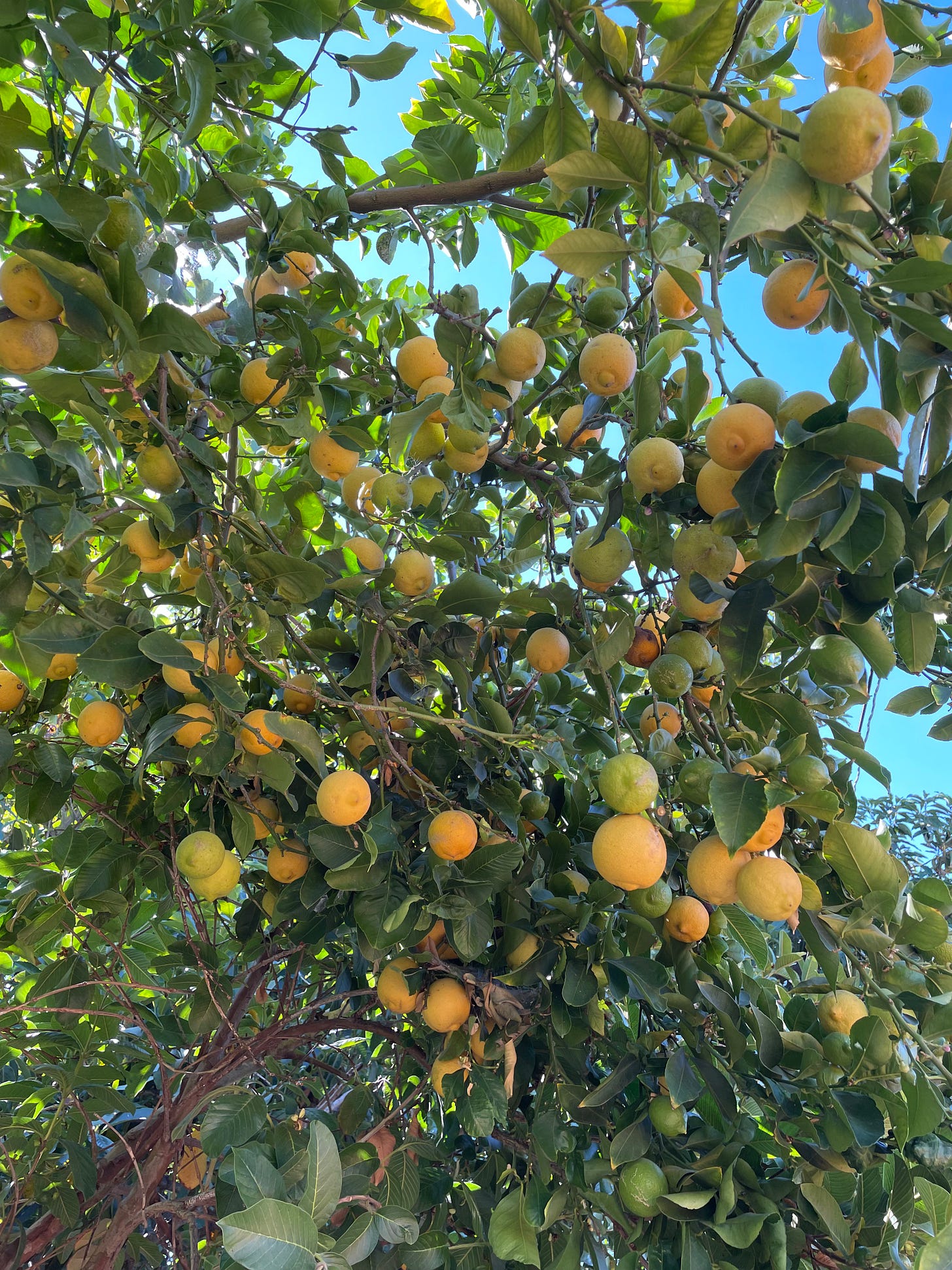 Dozens of ripening oranges in an orange tree