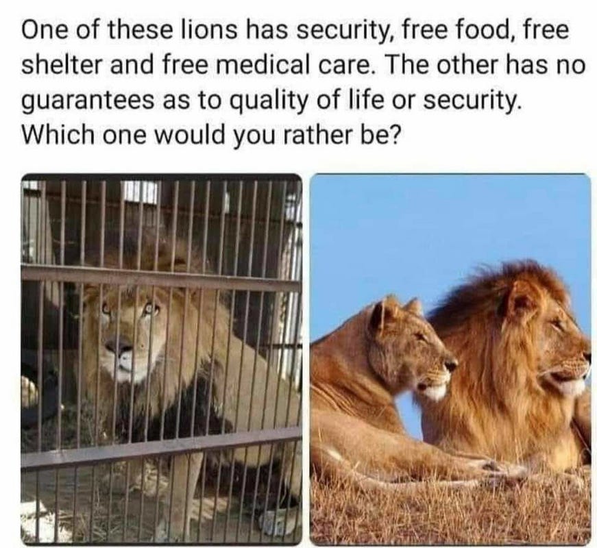 lion-freedom.png