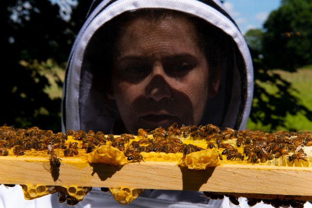 Image of bee veterinarian looking at bees.