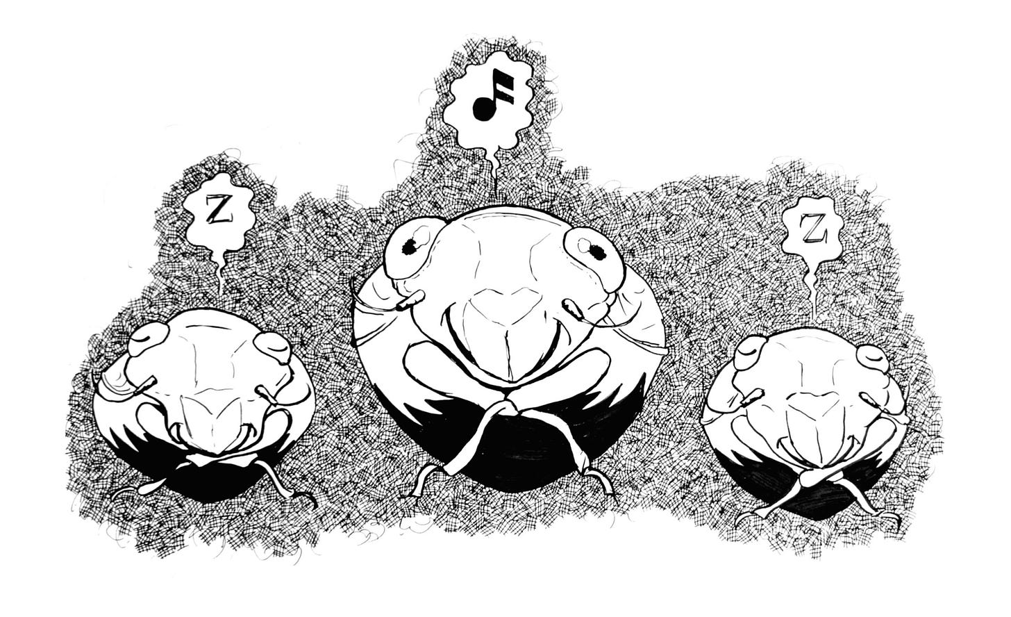 ink drawing of three cicadas, facing forward, underground. Two have their eyes closed a and Zed above their heads indicating sleep. The middle is awake with a musical note above their head.