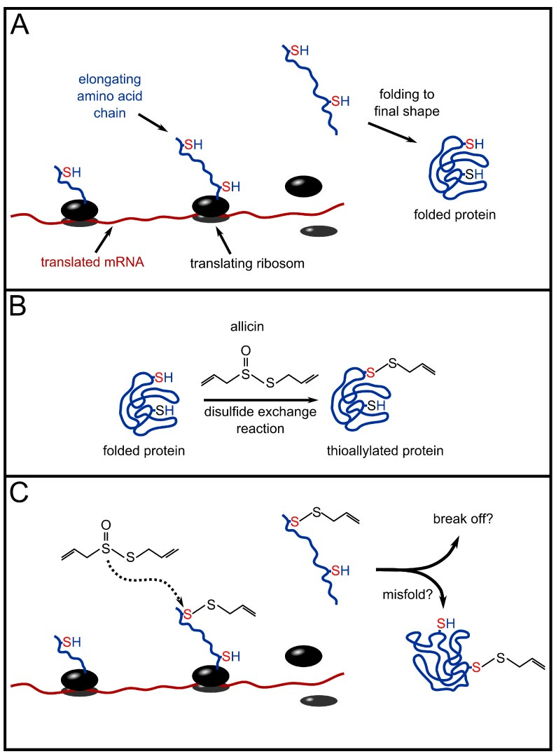 An external file that holds a picture, illustration, etc.
Object name is molecules-19-12591-g002.jpg