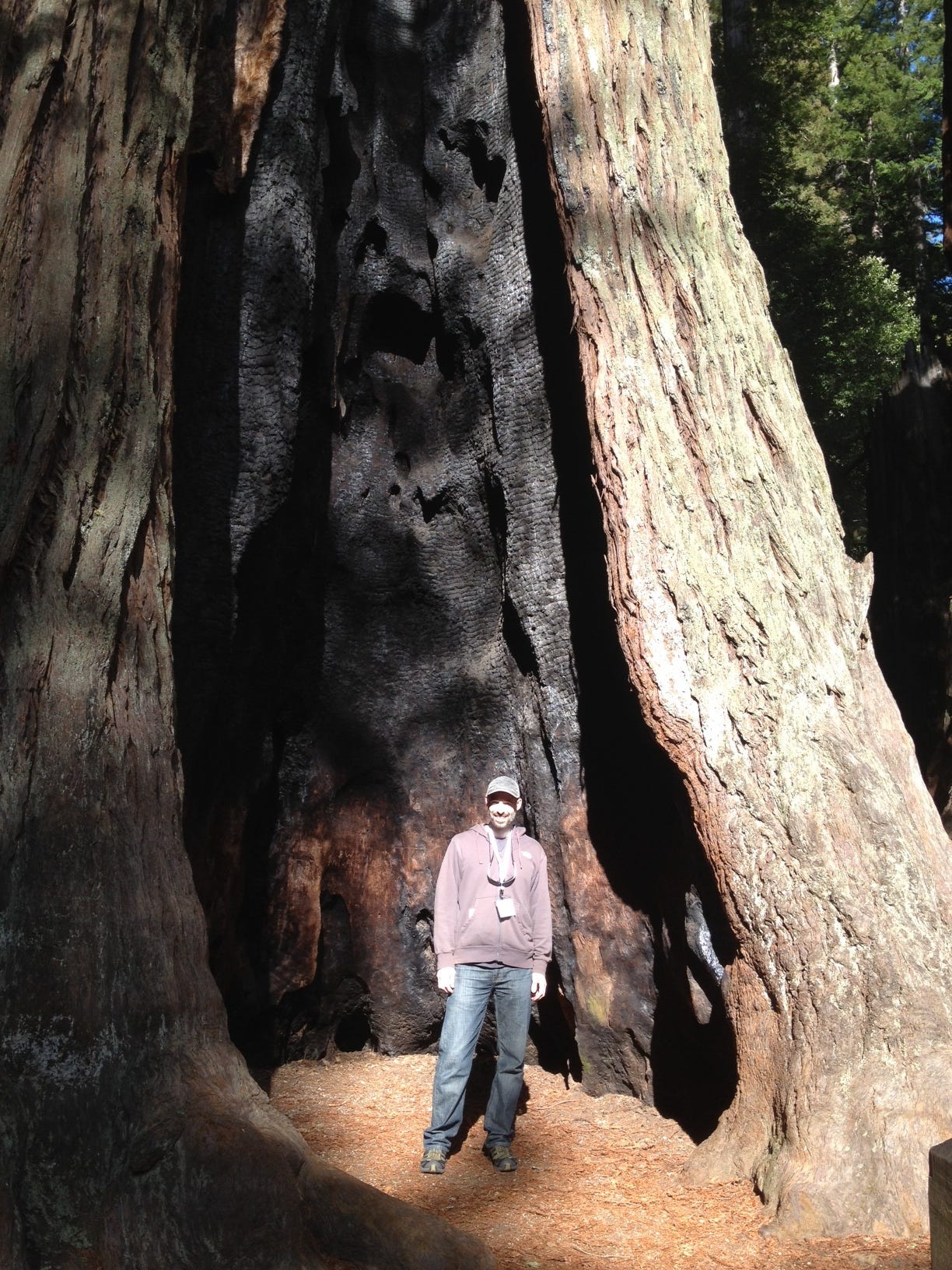 Me standing inside a burned-out redwood trunk.