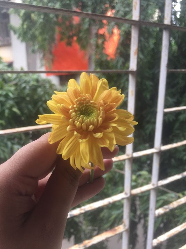 A yellow chryasthemum held in a hand with trees and a grill in the background. 