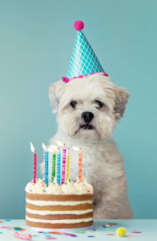 Birthday Cake Recipes For Dogs (That Fido Will Flip For) * The Holidaze Craze