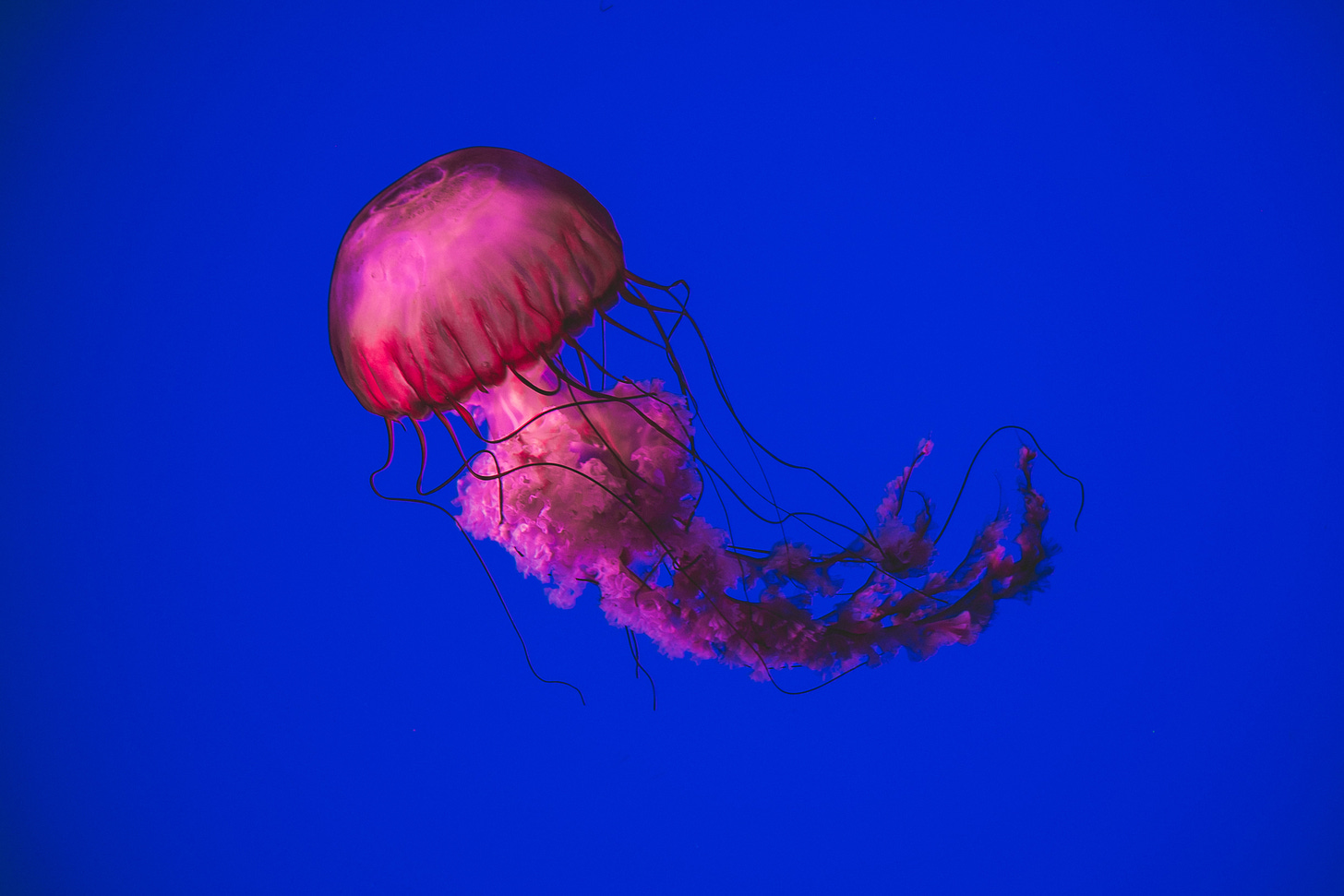 A pink and red jellyfish swimming in deep blue water