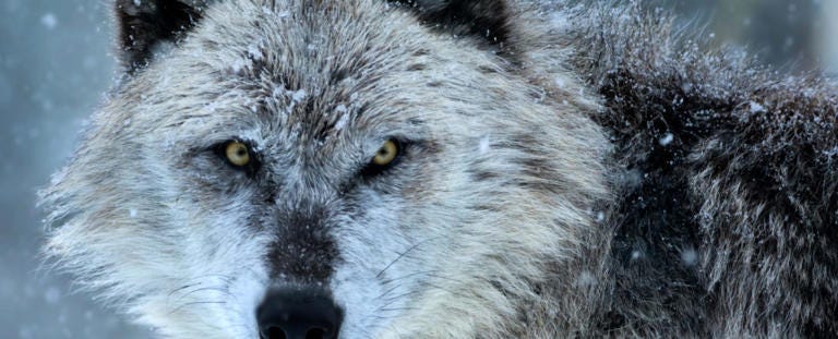 Close up Yellowstone Wolf