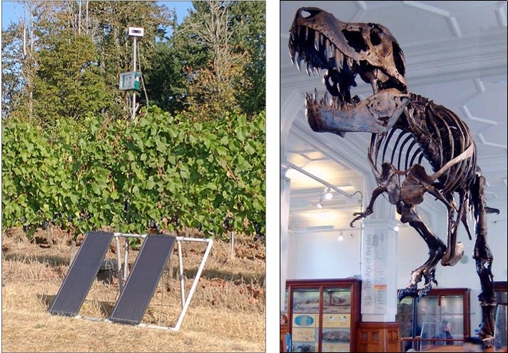 Broadcasting sounds of birds in Willamette Valley Wadenswil clone Pinot Noir and Stan the T-Rex.