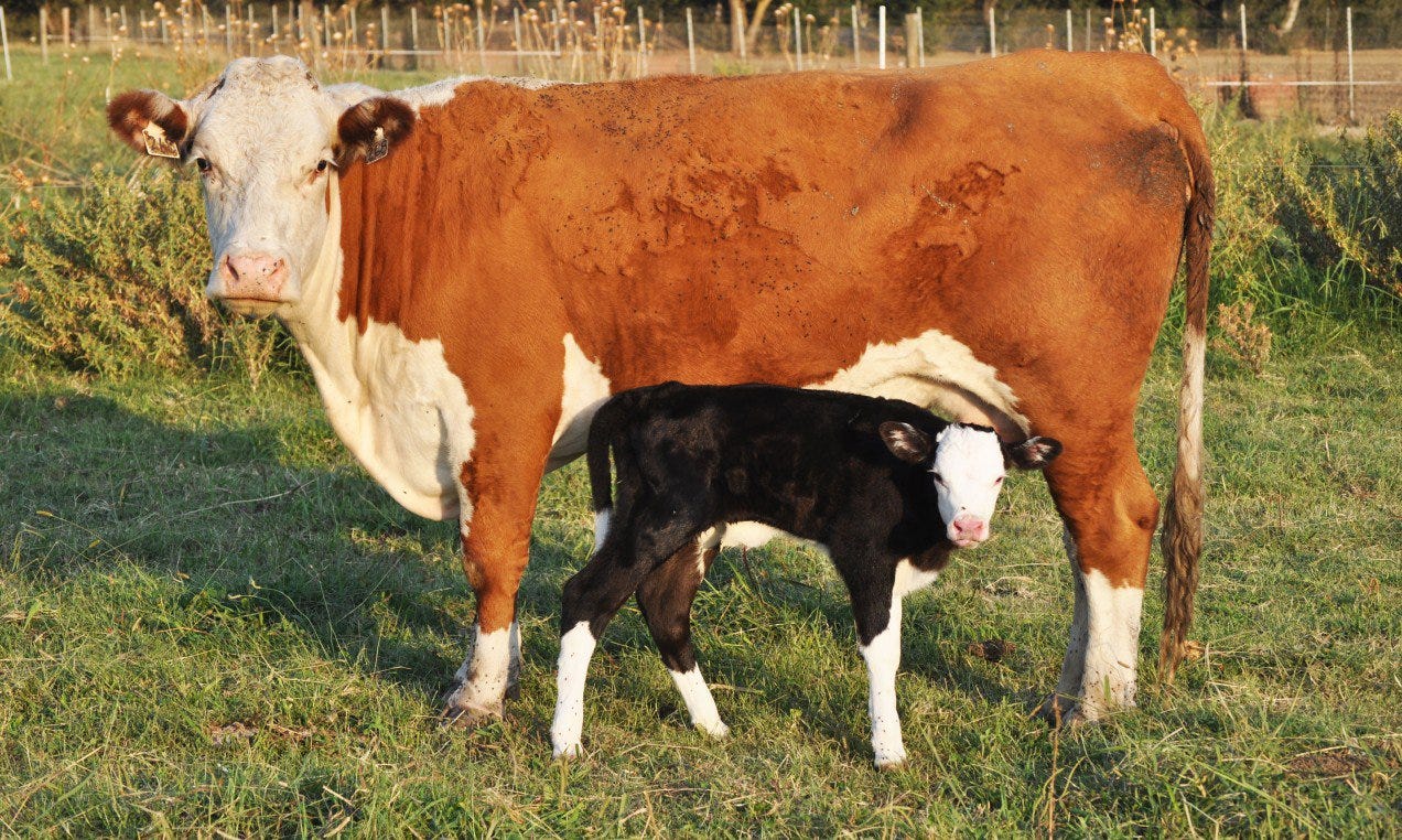 A cow and her heifer