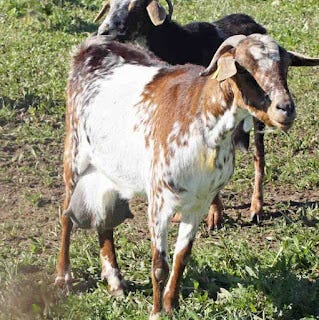 Payoya goats