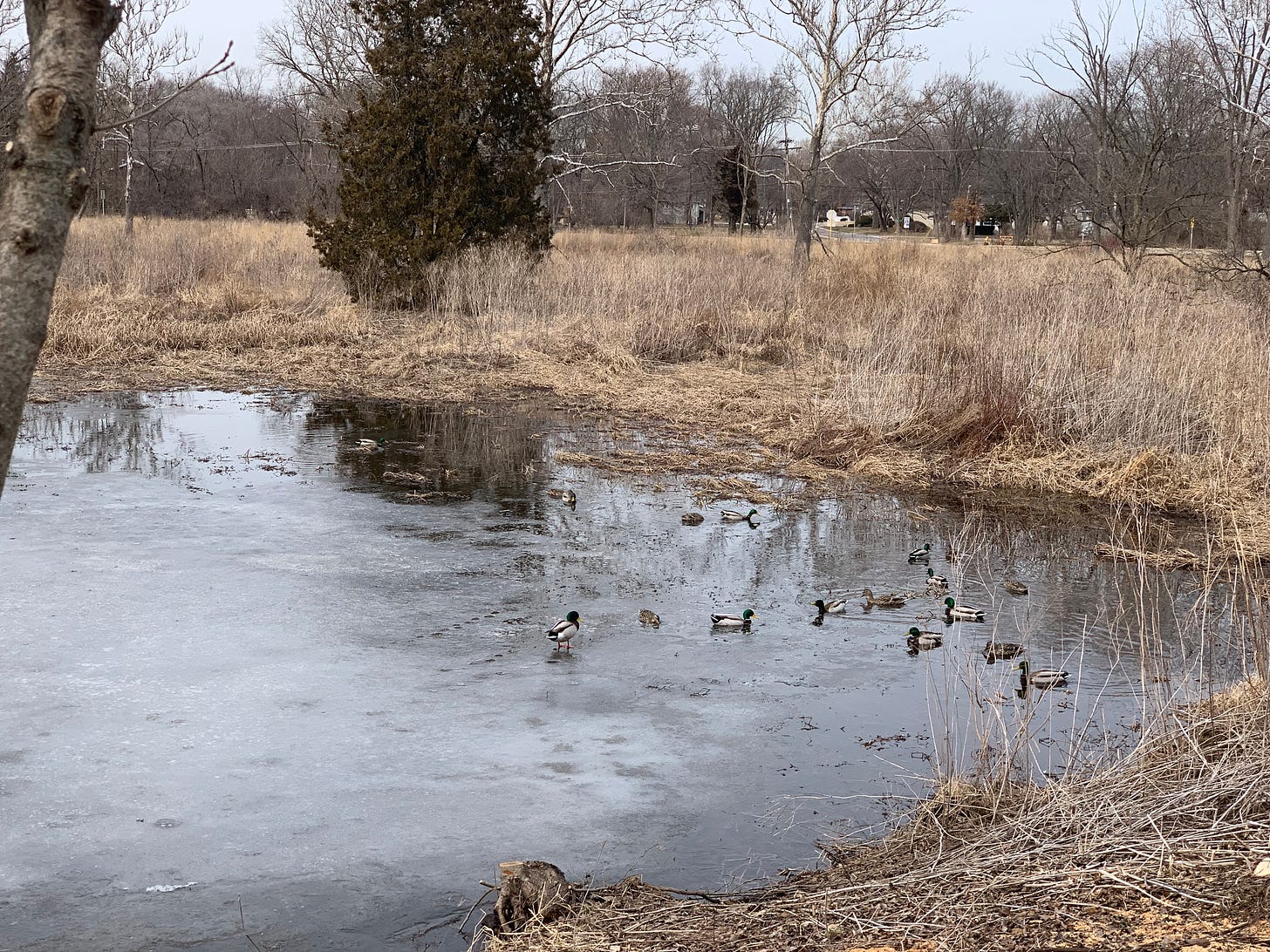 A half frozen pond with a number of ducks swimming on the edge where the ice has melted.