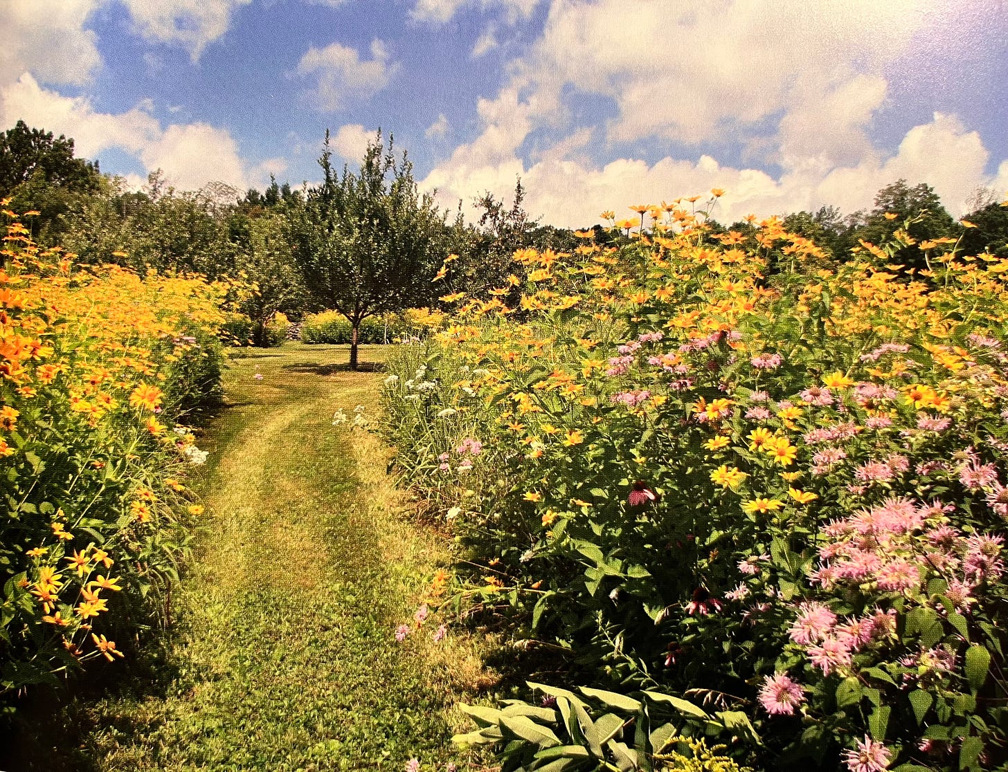 Grass path through wildflower meadow example of native garden design