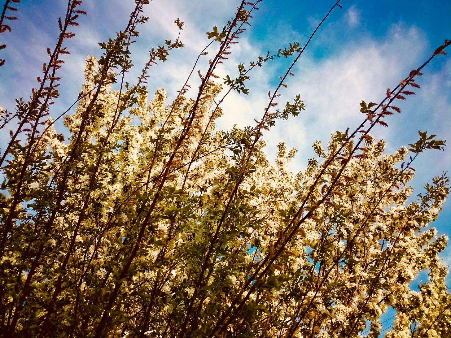 Blooming branches set against a bright blue sky