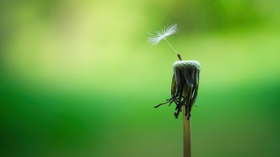 Dandelion, Macro, Seeds, Close Up, Nature