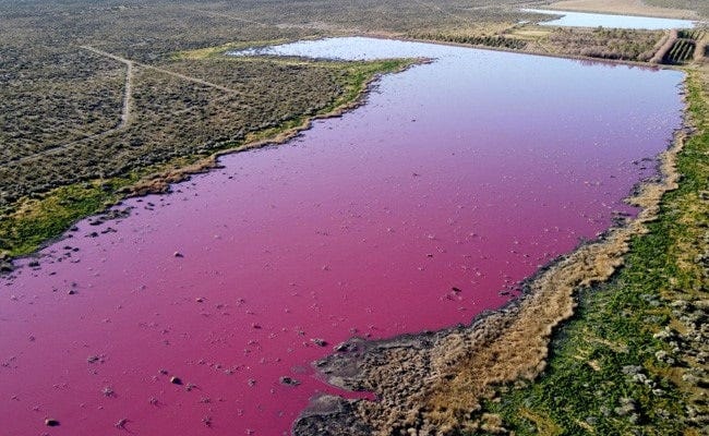 Pollution Turns Argentina Lagoon Bright Pink