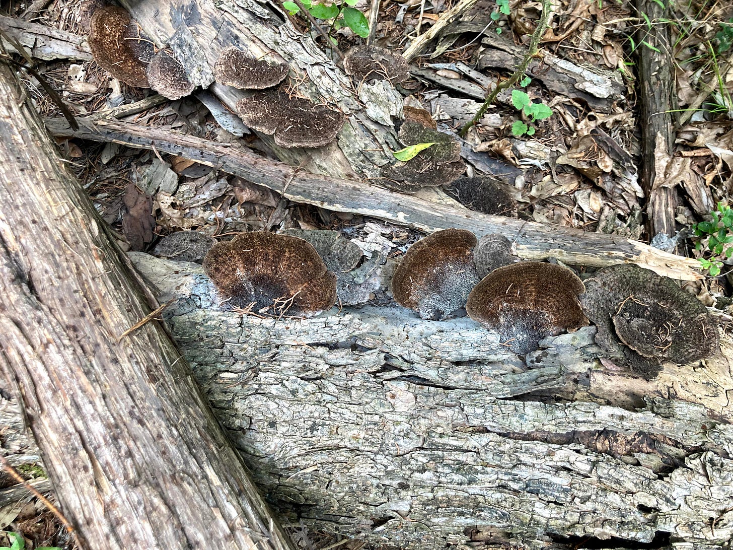 Mushrooms on the Austin Barton Creek Greenbelt