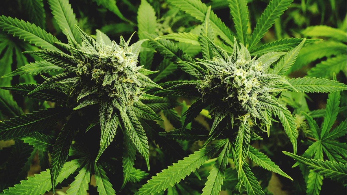 Maryland task force begins work on potential legalization of marijuana -  Baltimore Sun