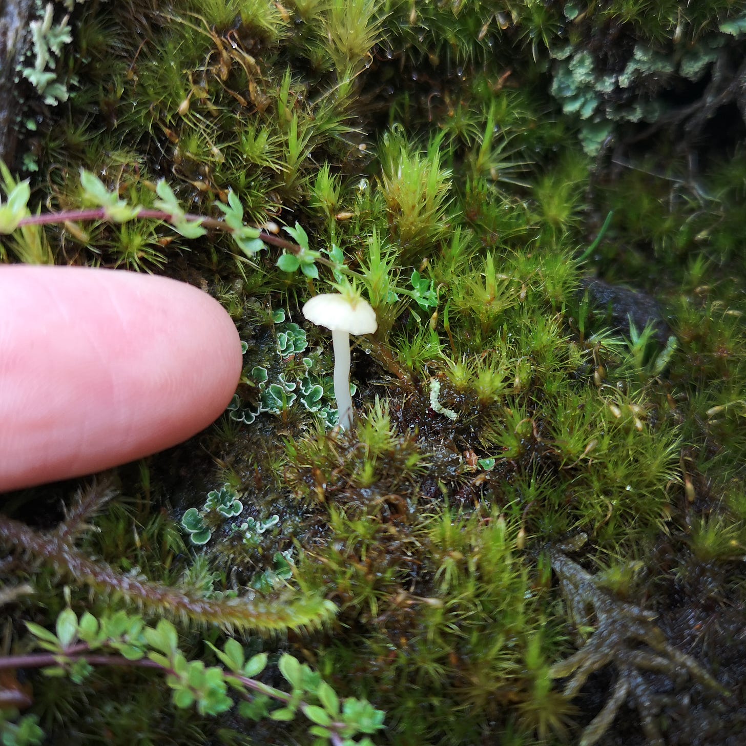 Image description: a white person's fingertip points at the tiniest white mushroom, only as high and the finger is wide. My glee is not pictured but I'm sure you can imagine!