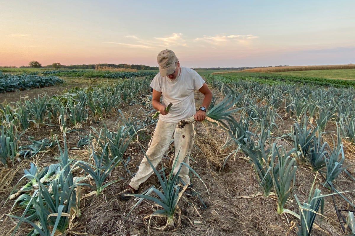 Henry Brockman harvesting leeks in the upper fields at Henry's Farm in the heat of an October dusk. Henry Brockman harvesting leeks in the upper fields at Henry's Farm in the heat of an October dusk.