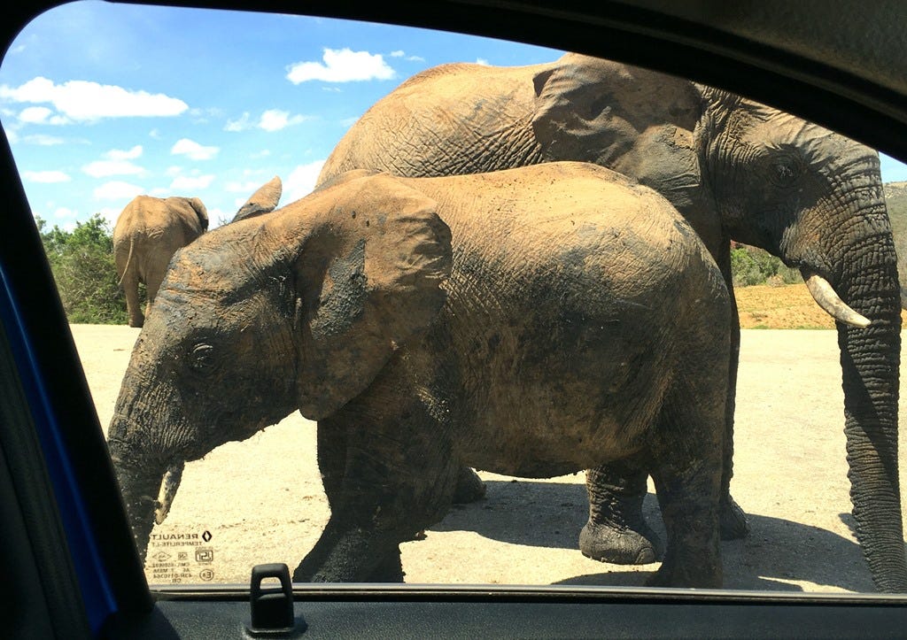 Elephants close to car