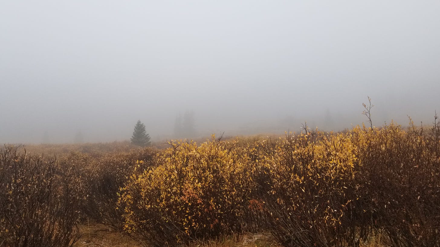 orange-leaved plants dominate the foreground. Some pine trees are barely visible through a thick bank of fog