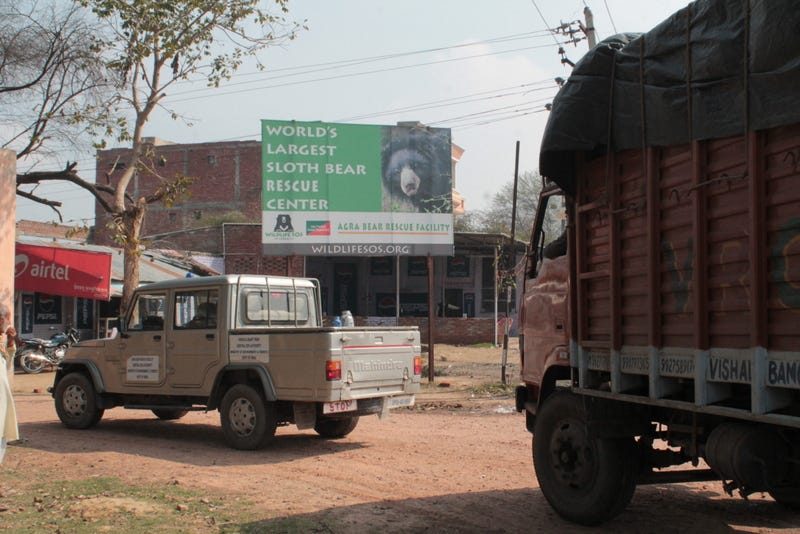 truck transporting 4 bears from indo nepal border enters the Agra Bear Rehabilitation Center 19 Feb 2013