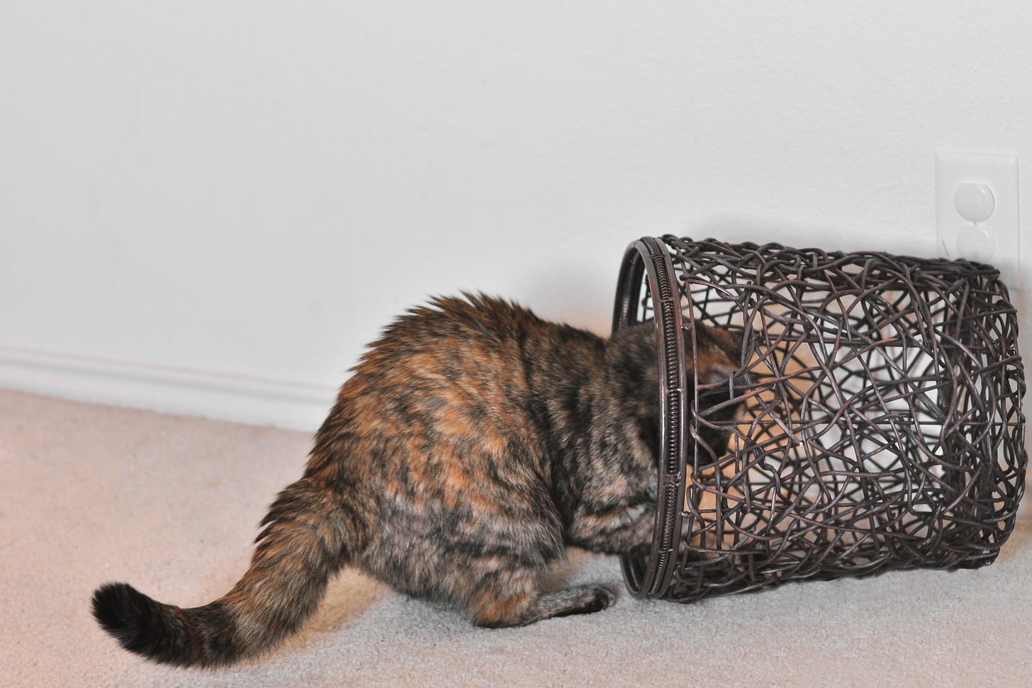 A cat plays in a wastebasket.