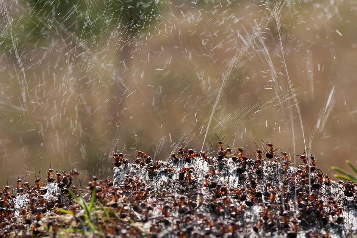Some ants disinfect food by drinking the acid they spray at enemies | New  Scientist