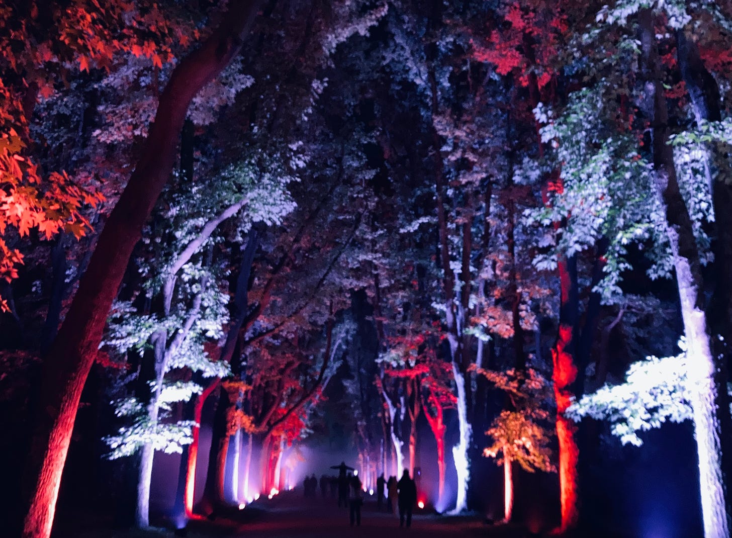 Forest illuminated at night by colored lights coming from the ground next to each tree.