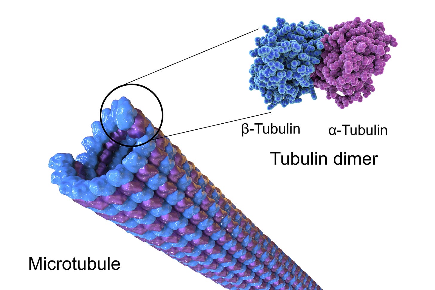 Microtubule arrange in a helical spiral