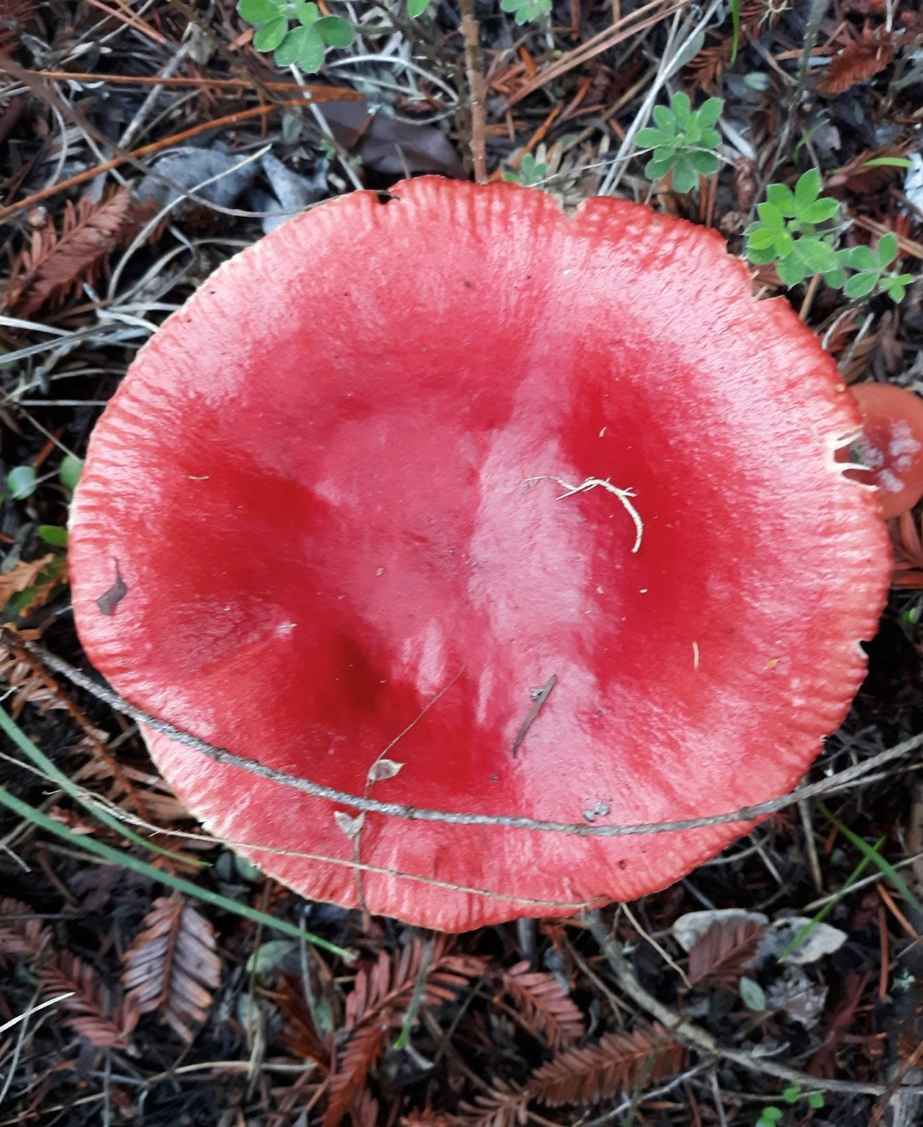 Red mushroom, Photo by Robin Applegarth