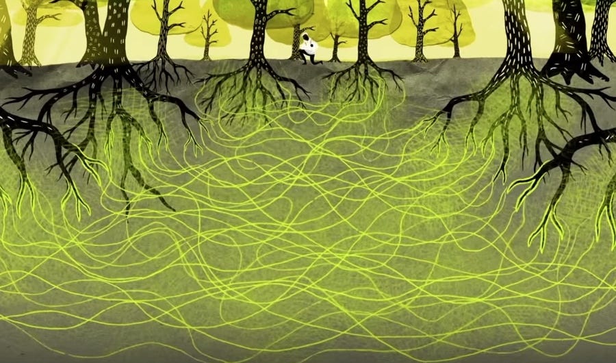 The Wood Wide Web: How trees secretly talk to and share with each other |  The Kid Should See This