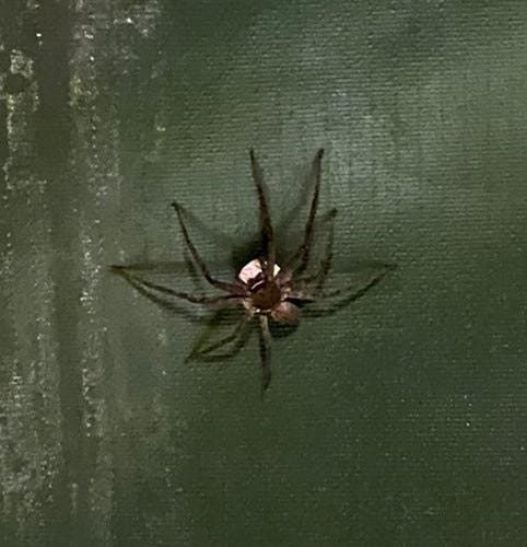 A huge black spider with an egg sac