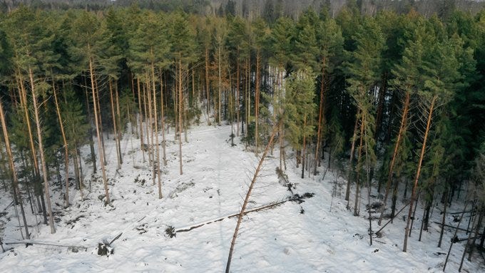 A forest near Bialowieza, Poland, in 2019.