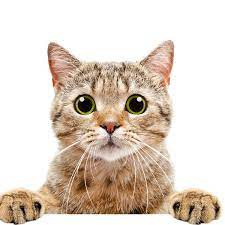 What does your cat mean by 'miaow'? Let Japan's pet guru Yuki Hattori  explain | Cats | The Guardian