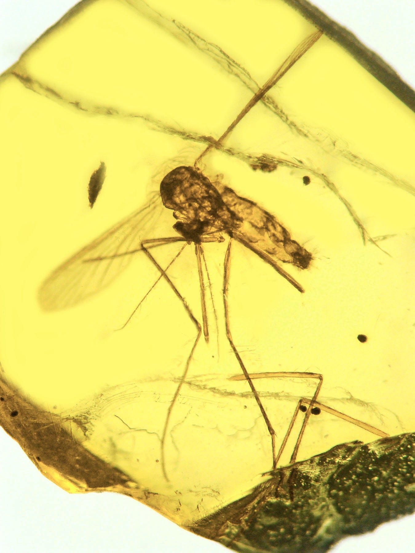 The oldest malaria ever found: a 15-20 million year old Culex malariager mosquito carrying the malaria-causing Plasmodium parasite, discovered preserved in amber in the Dominican Republic. Courtesy Oregon State University via Wikimedia Commons.