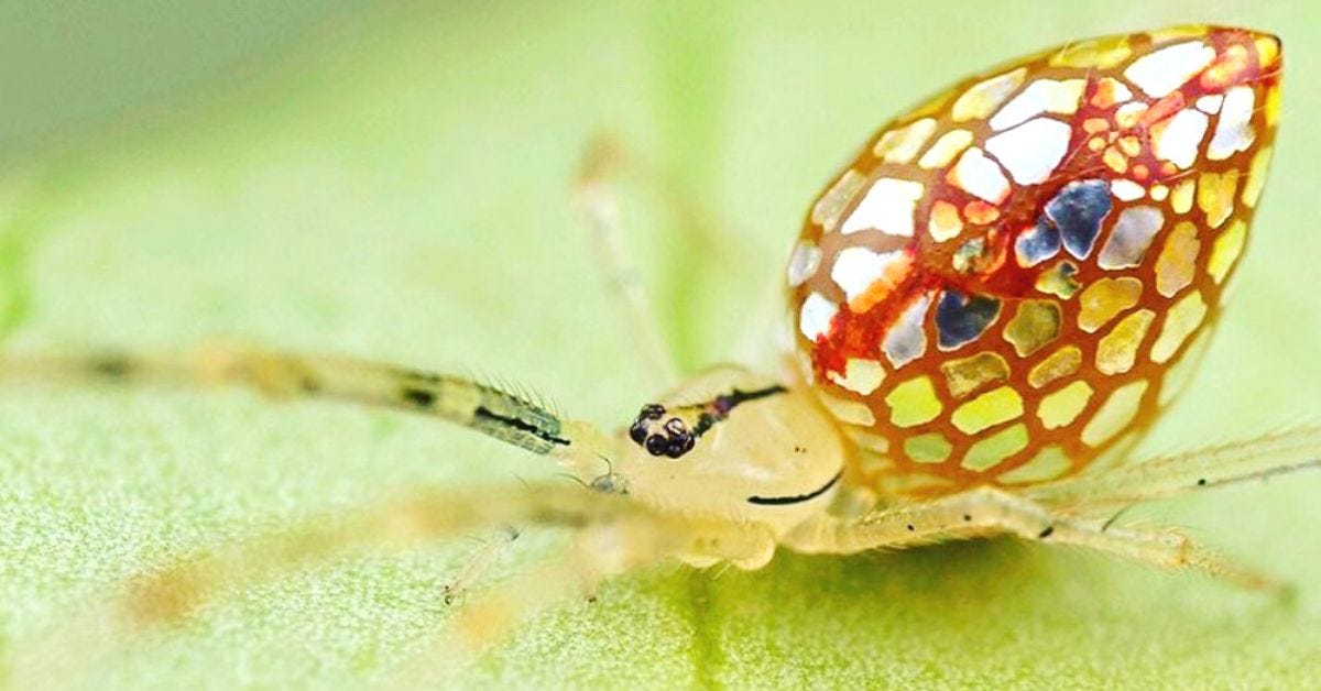 Dazzling Sequined Spiders Look Like They're Covered In Mirrors