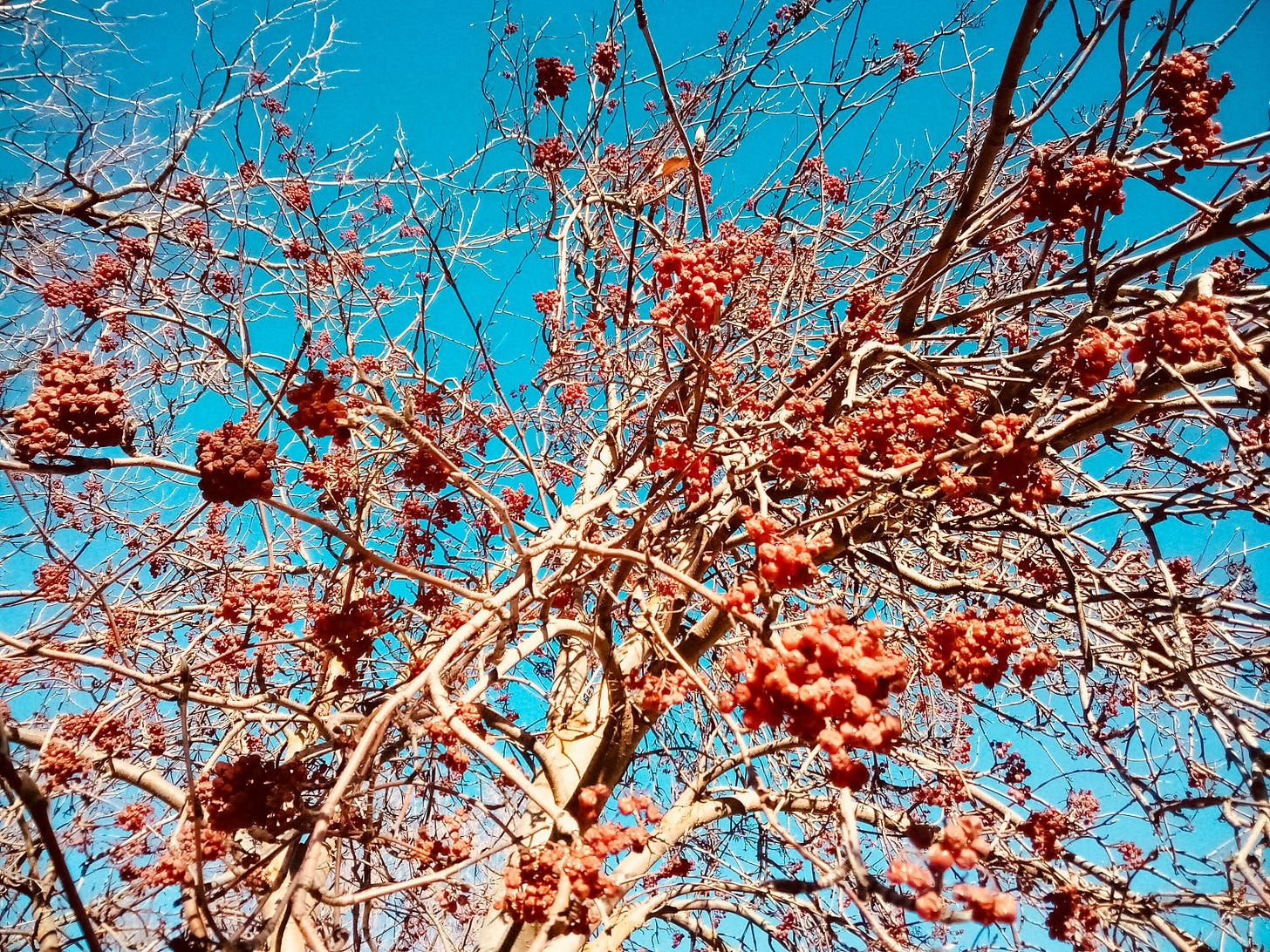 Small red berries on branches backed by bright blue sky