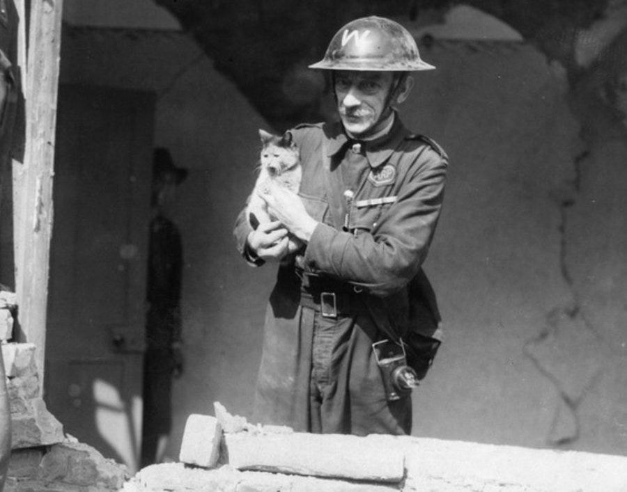 A bomb warden holds a kitten up to the camera.