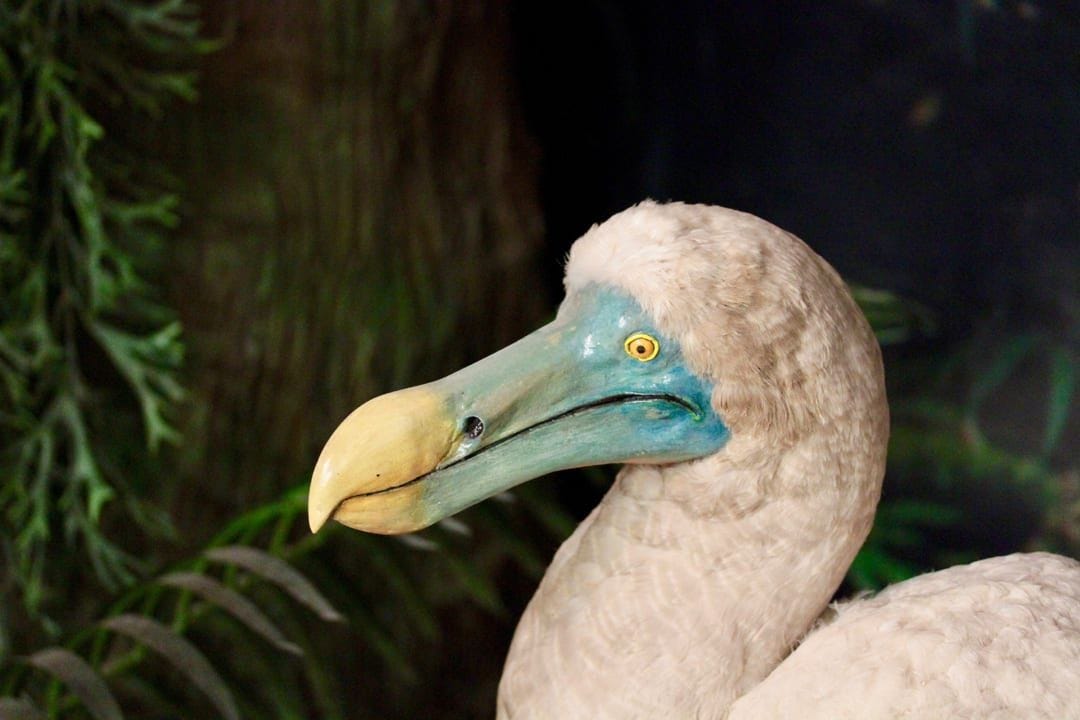 Dodo Facts | CRITTERFACTS