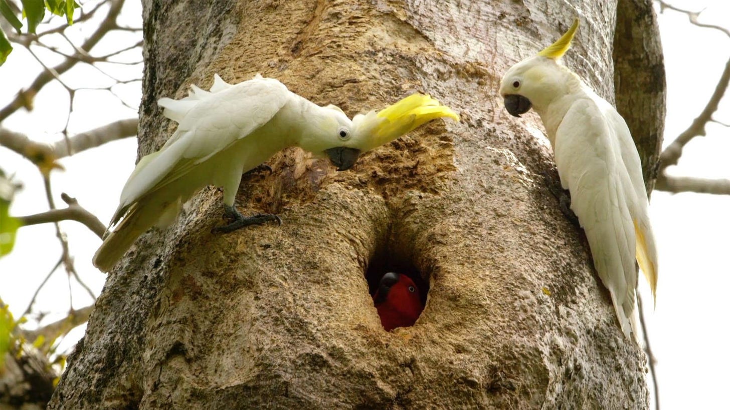 Magical Land of Oz | An Eclectus Parrot Defends Her Tree Hollow | Episode 1  | PBS