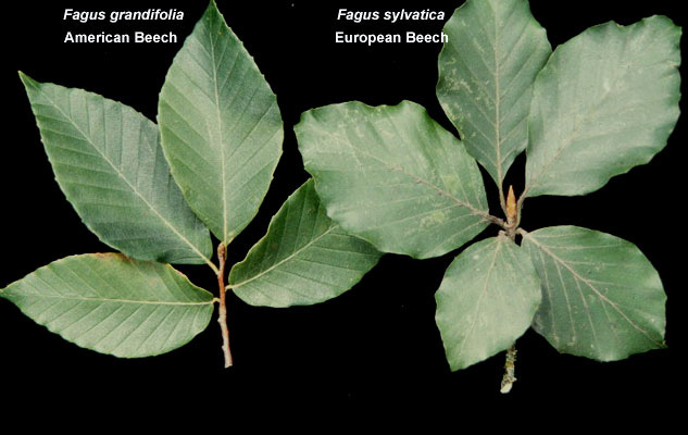 Fagus grandifolia leaves, more pointed, on left next to Fagus sylvatica leaves, more rounded, on right