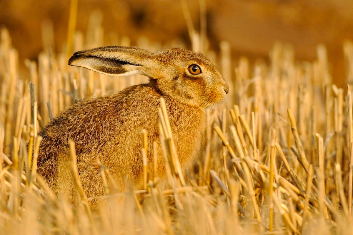 Brown hare in stubble field looking at the camera.