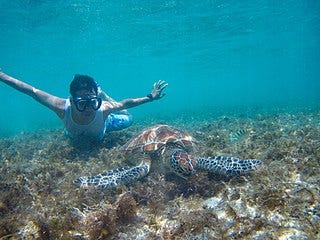 https://upload.wikimedia.org/wikipedia/commons/thumb/3/3b/Swimming-with-turtles-apo-island-archie-mercader.jpg/320px-Swimming-with-turtles-apo-island-archie-mercader.jpg